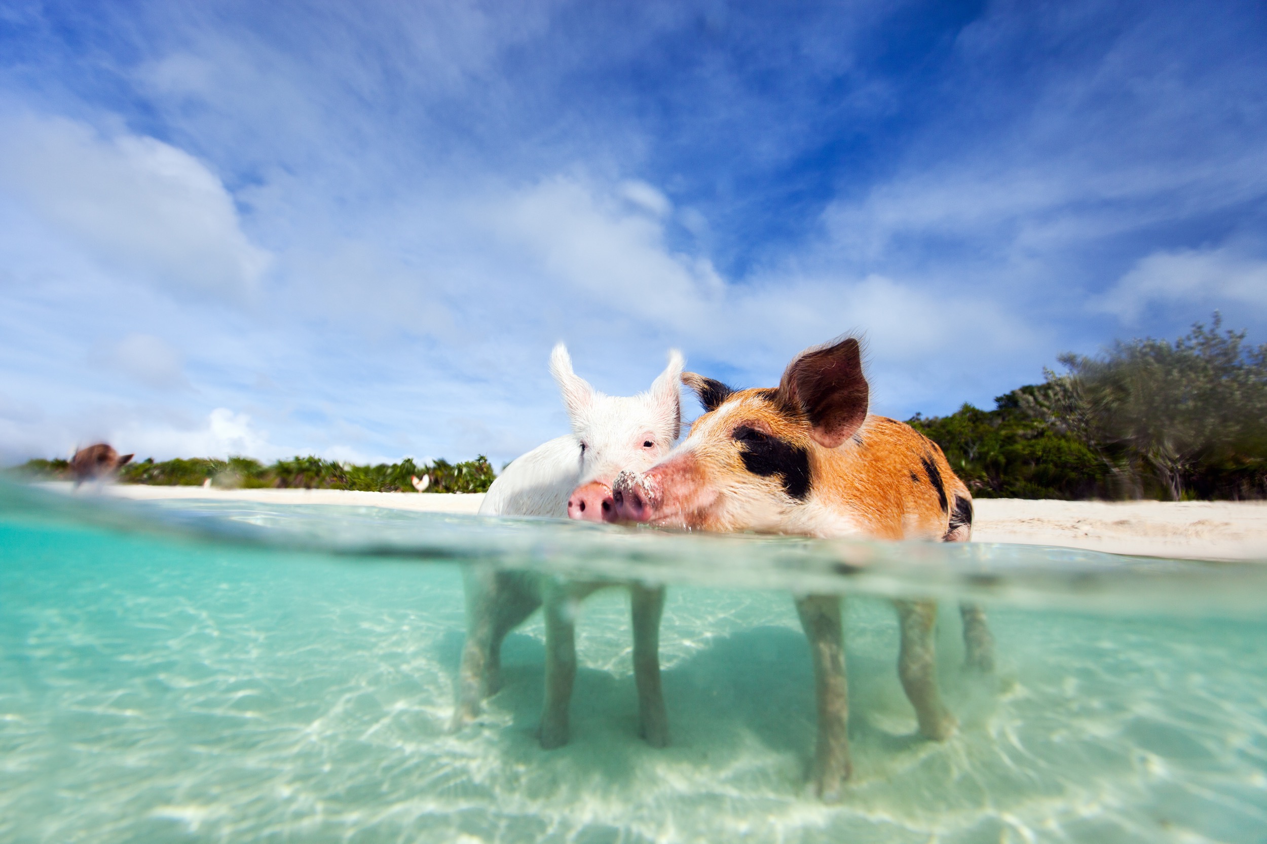 swimming pigs exuma